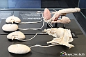 VBS_2590 - Tratto urinario maschile e femminile - Mostra Body Worlds